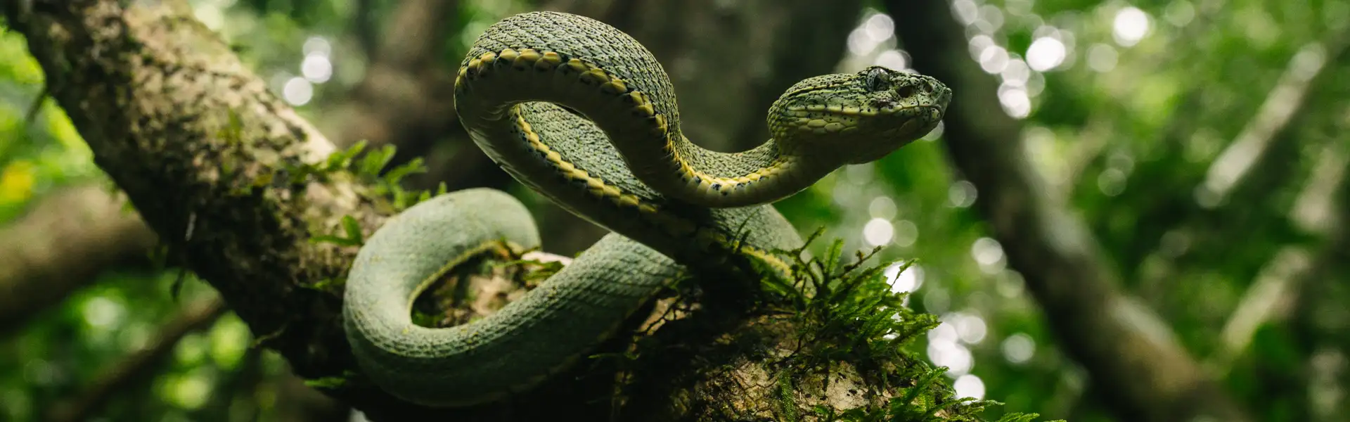 am2402_Verantwortung_WI-Schlange_1920x600 am2402_Verantwortung_WI-Schlange_1920x600